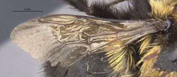 Media type: image;   Entomology 15282 Aspect: Wing front